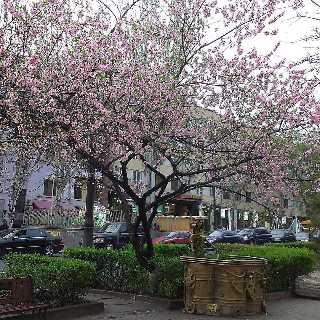 #cherryblossom season starts in #Yerevan #spring